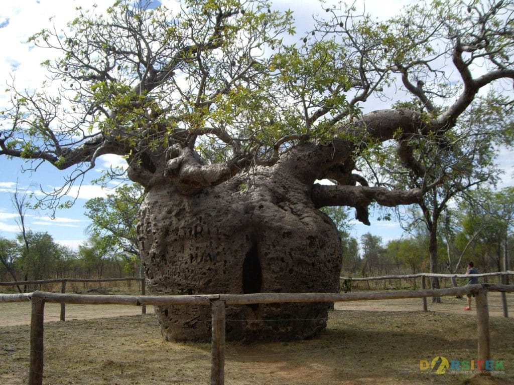 Pohon Boab Prison (Derby - Australia)