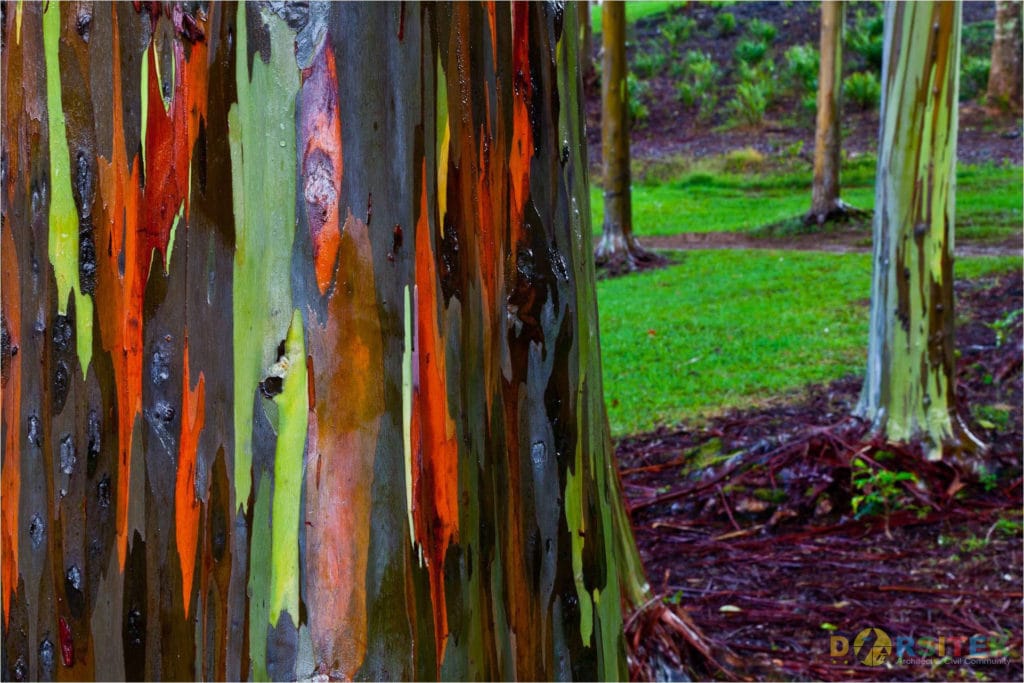 Pohon Eucalyptus Pelangi (Filipina)