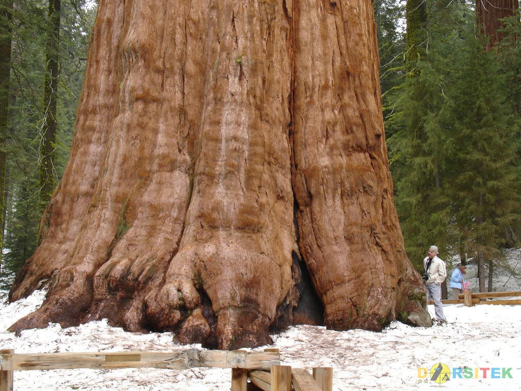 Pohon General Sherman (California)