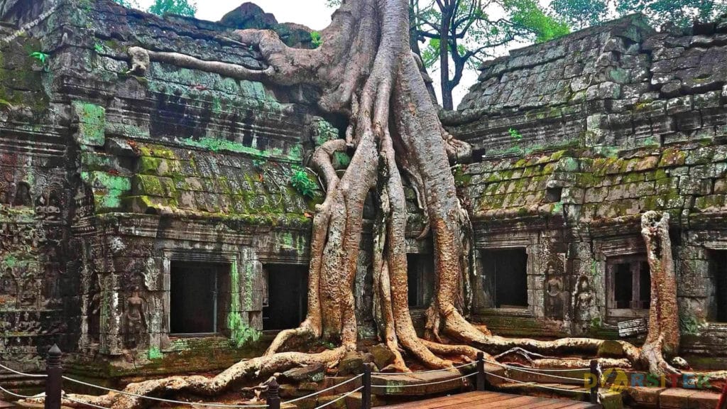 Pohon Kapas Sutra (Kamboja)