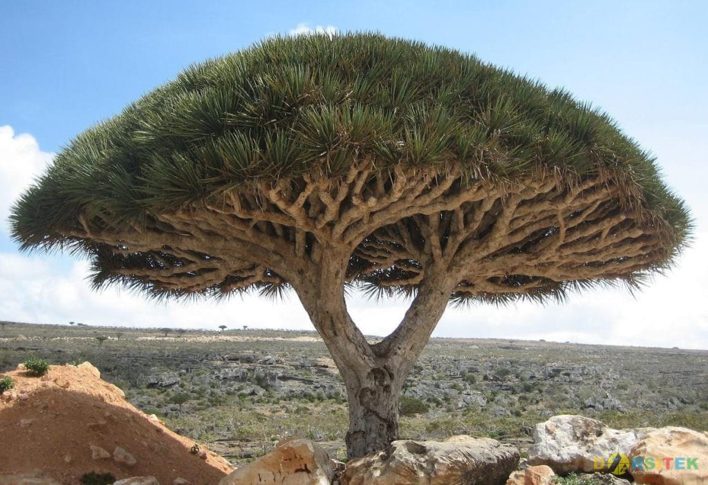 Pohon Socotra Dragon (Yaman)