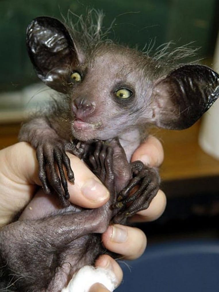 aye-aye yang mirip kelelawar