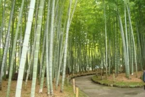 bambu petung atau betung