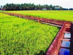 Irigasi: Pengertian, Jenis Dan Peranannya irigasi atau pengairan