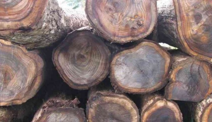 Kayu Sonokeling Kayu Sonokeling