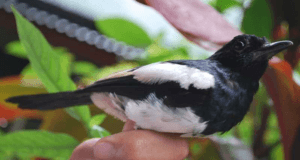 cara menjinakan burung