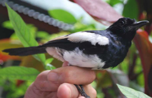 cara menjinakan burung