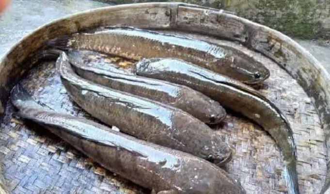 manfaat ikan gabus