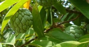 manfaat buah srikaya bagi kesehatan