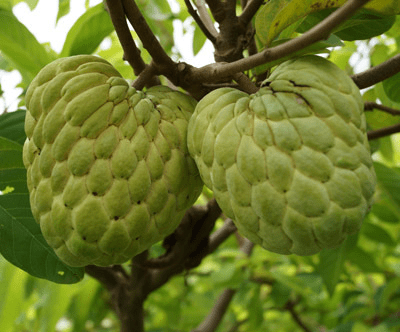 manfaat buah srikaya