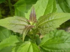 17 Manfaat Daun Balakacida (Babadotan/ Merdeka) untuk Kesehatan daun balakacida