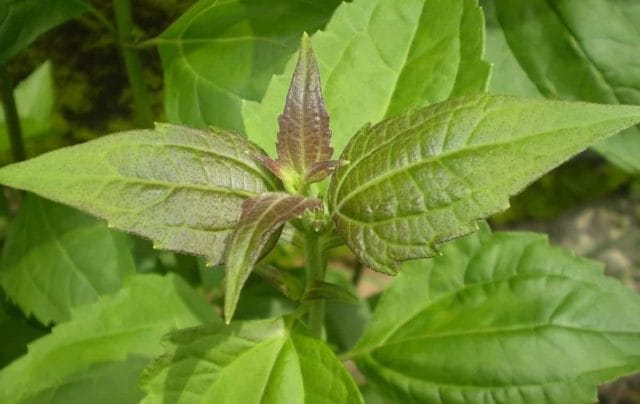 daun balakacida daun balakacida