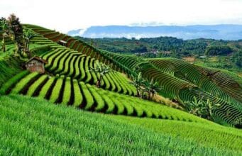 pengertian terasering