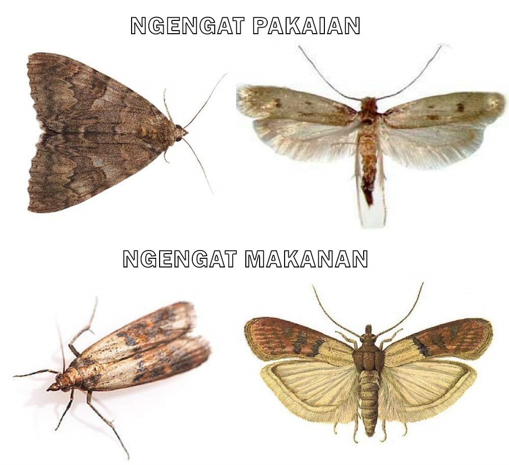 jenis ngengat