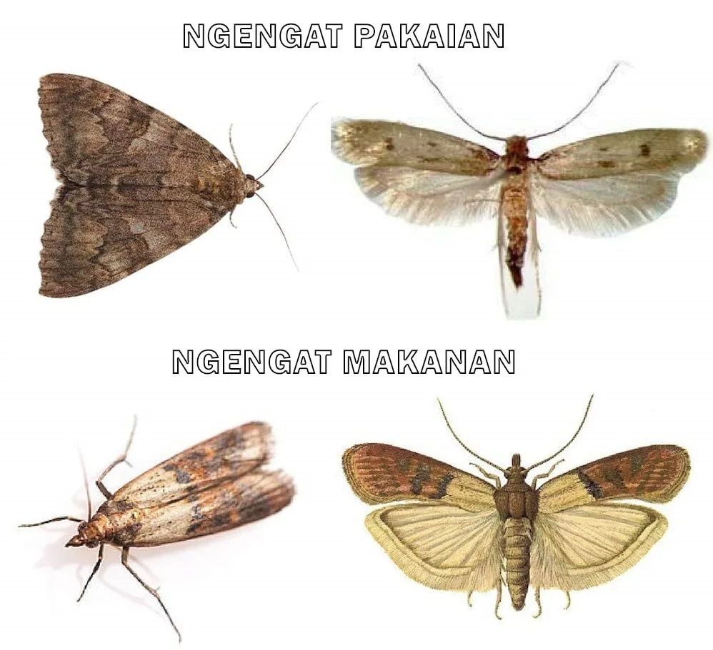 jenis ngengat