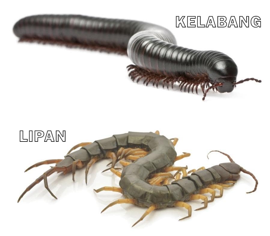 lipan dan kelabang