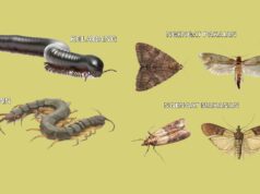 mengenal lipan, kelabang, dan ancaman ngengat