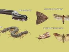 Tips Aman di Rumah: Mengenal Lipan, Kelabang, dan Ancaman Ngengat mengenal lipan, kelabang, dan ancaman ngengat