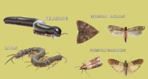 mengenal lipan, kelabang, dan ancaman ngengat