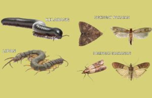 Tips Aman di Rumah: Mengenal Lipan, Kelabang, dan Ancaman Ngengat mengenal lipan, kelabang, dan ancaman ngengat