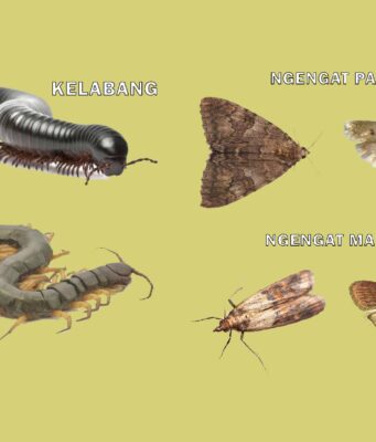 mengenal lipan, kelabang, dan ancaman ngengat