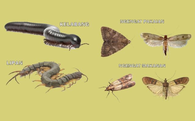 mengenal lipan, kelabang, dan ancaman ngengat